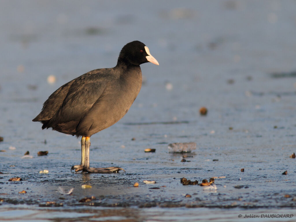 Eurasian Coot, identification