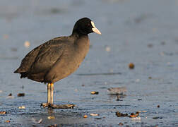 Eurasian Coot