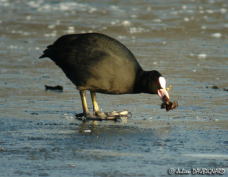 Eurasian Coot