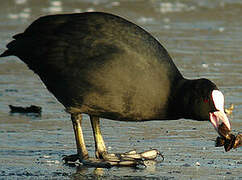 Eurasian Coot