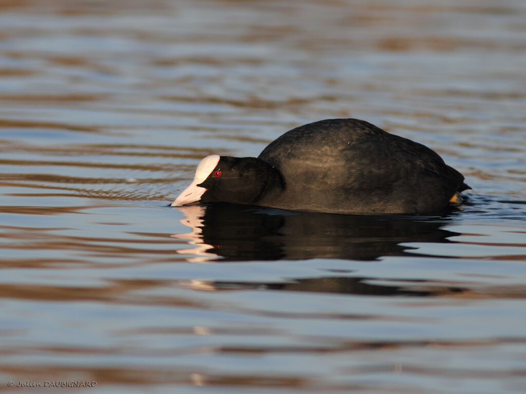 Foulque macroule, identification