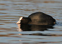 Eurasian Coot