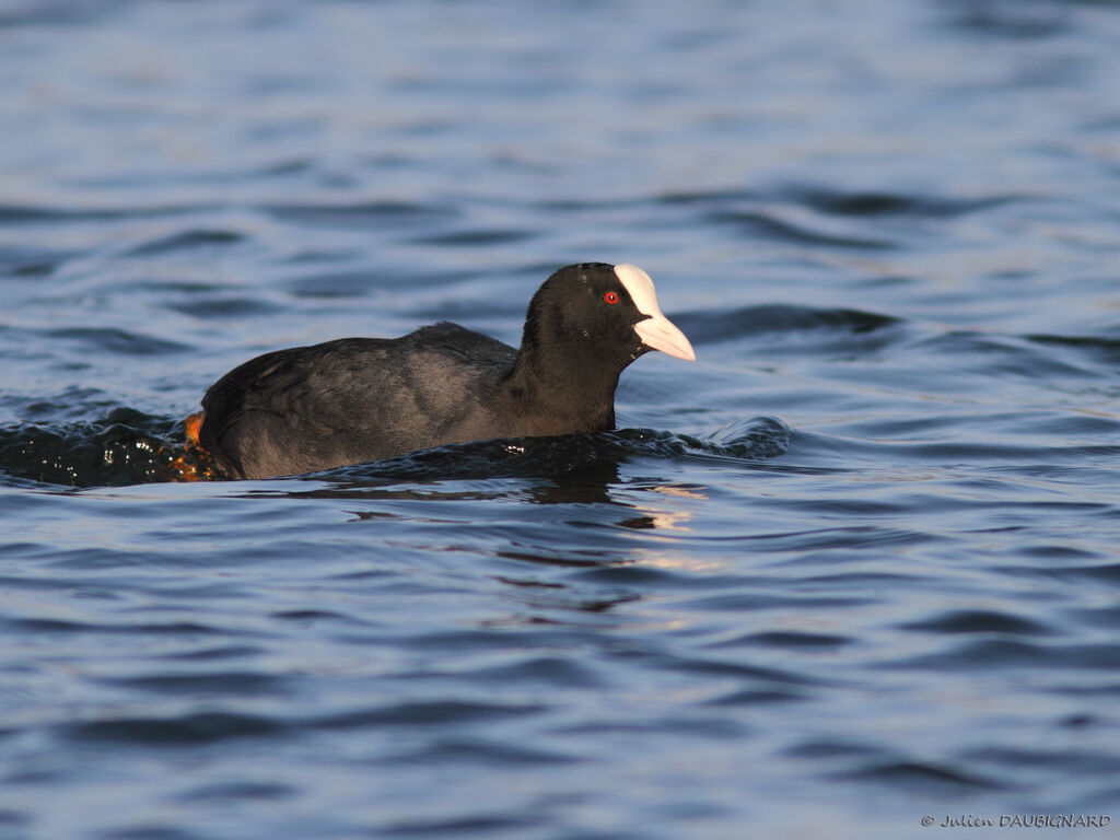 Foulque macroule, identification