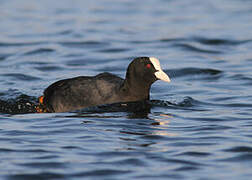 Eurasian Coot