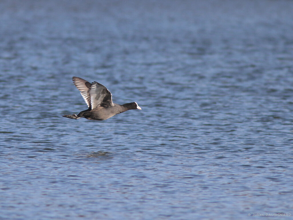 Eurasian Coot, Flight