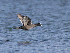 Eurasian Coot