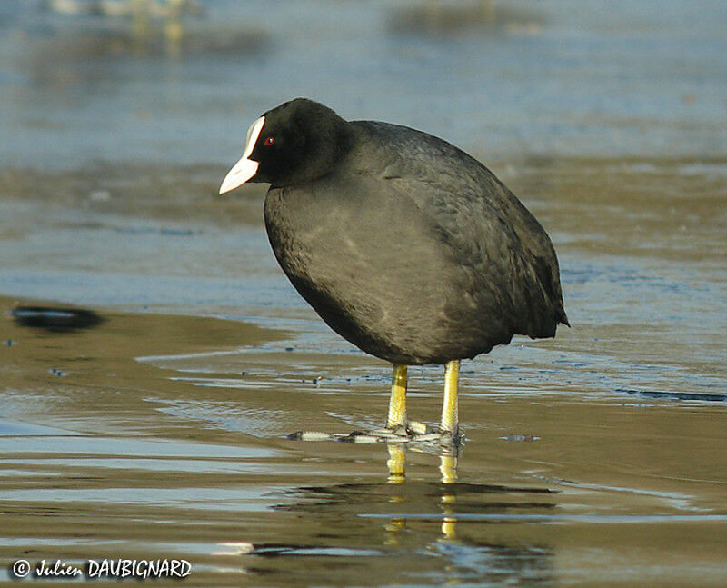 Eurasian Coot