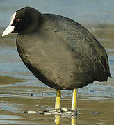 Eurasian Coot