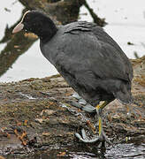 Eurasian Coot