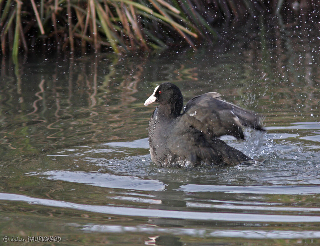 Eurasian Coot