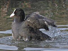 Eurasian Coot