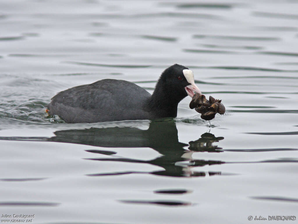 Eurasian Cootadult, feeding habits