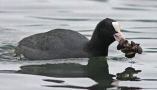 Eurasian Coot