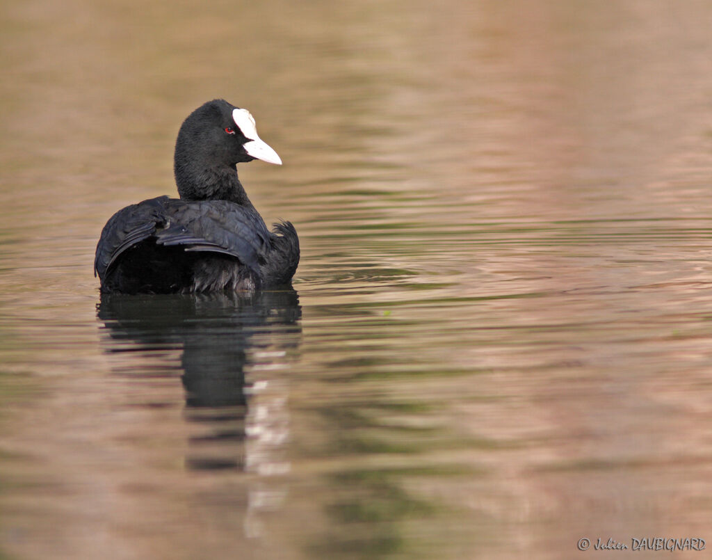 Foulque macroule, identification