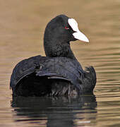 Eurasian Coot