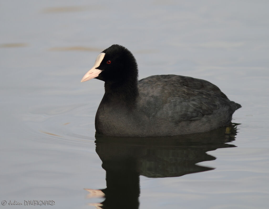 Foulque macroule, identification