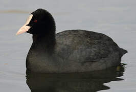 Eurasian Coot