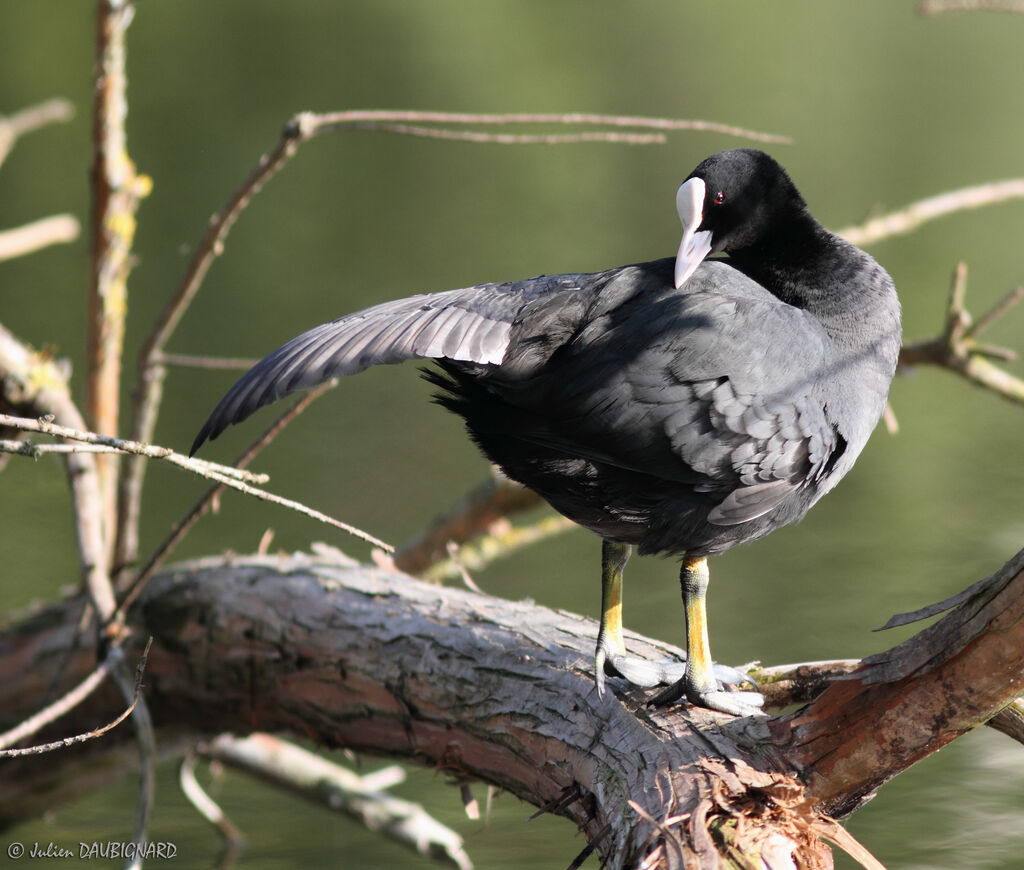 Foulque macroule, identification