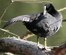 Eurasian Coot