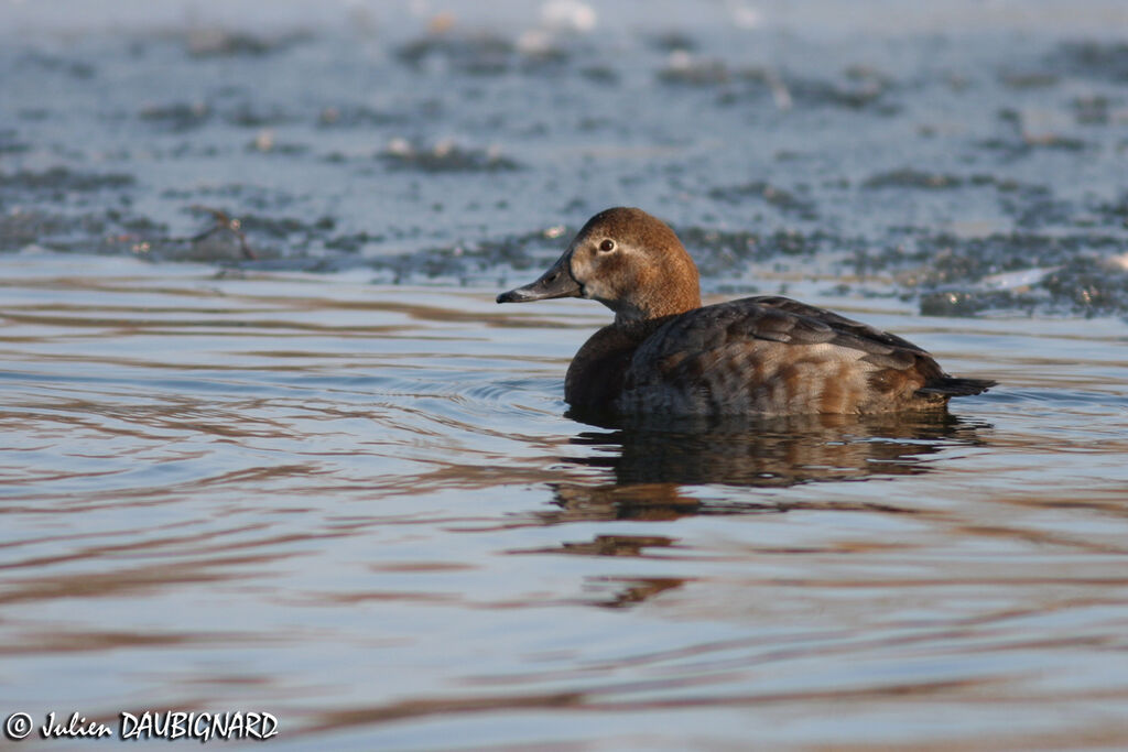 Common Pochard female adult, identification