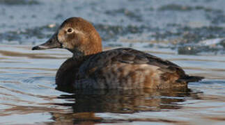 Common Pochard