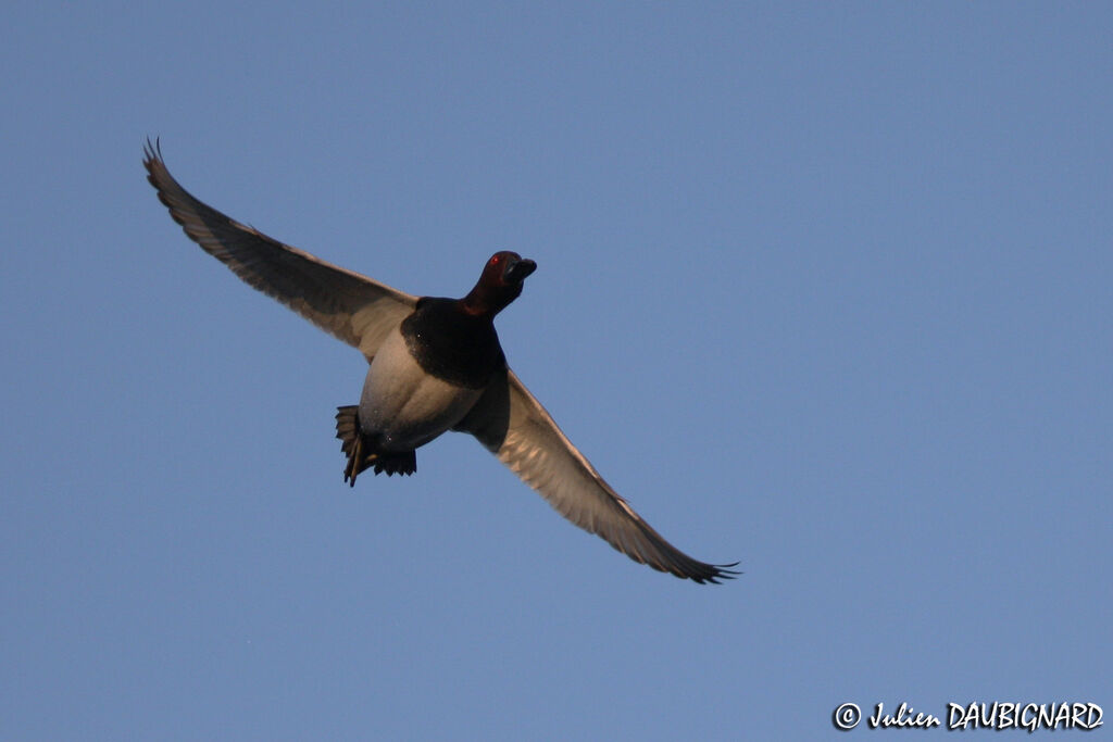 Common Pochard male adult, Flight