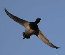 Common Pochard