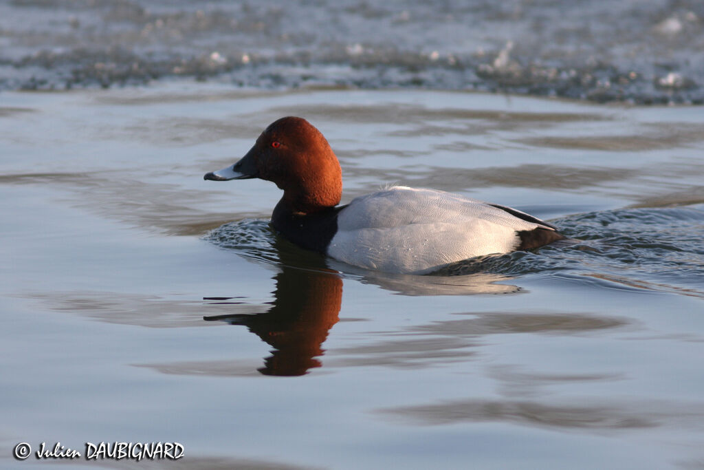 Common Pochardadult, identification