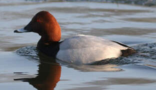 Common Pochard