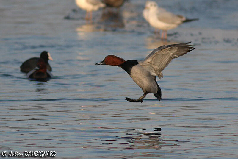 Common Pochard male adult, Flight