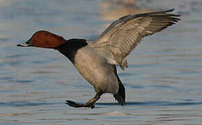 Common Pochard