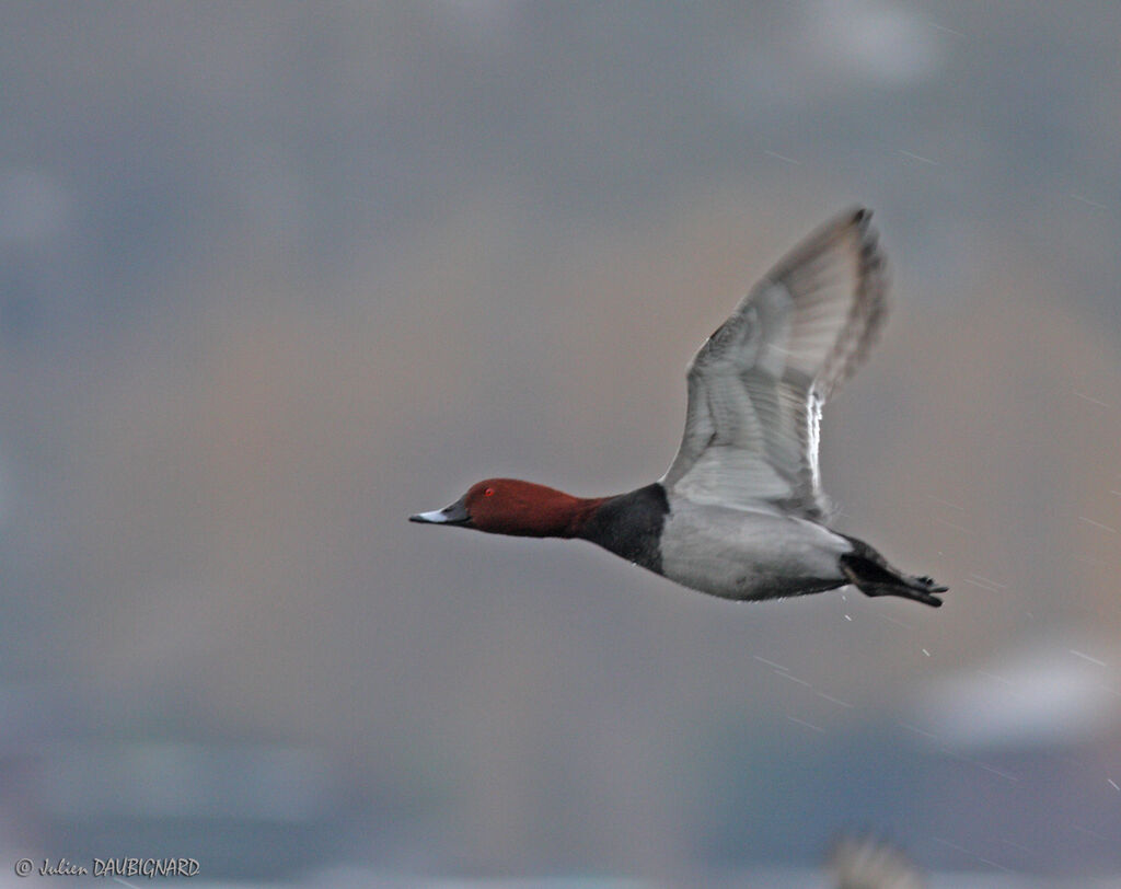 Common Pochard male, Flight