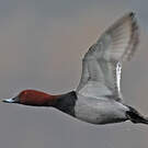 Fuligule milouin