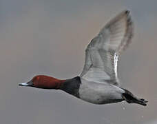 Common Pochard