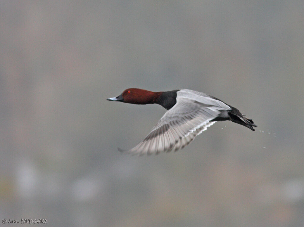 Common Pochard male, Flight