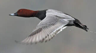 Common Pochard