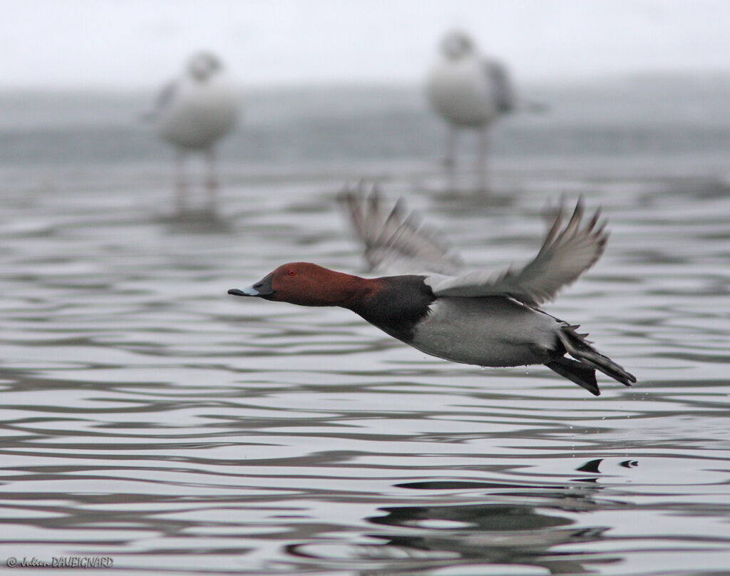 Common Pochard male, Flight