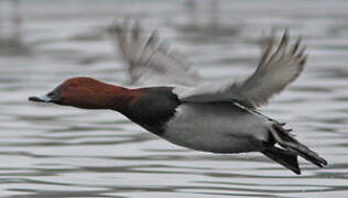 Common Pochard