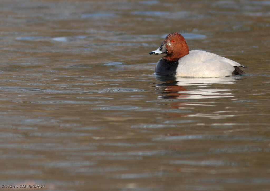 Common Pochard male, identification