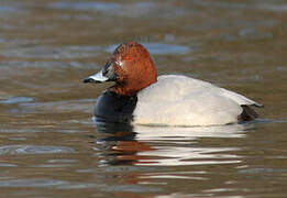 Common Pochard