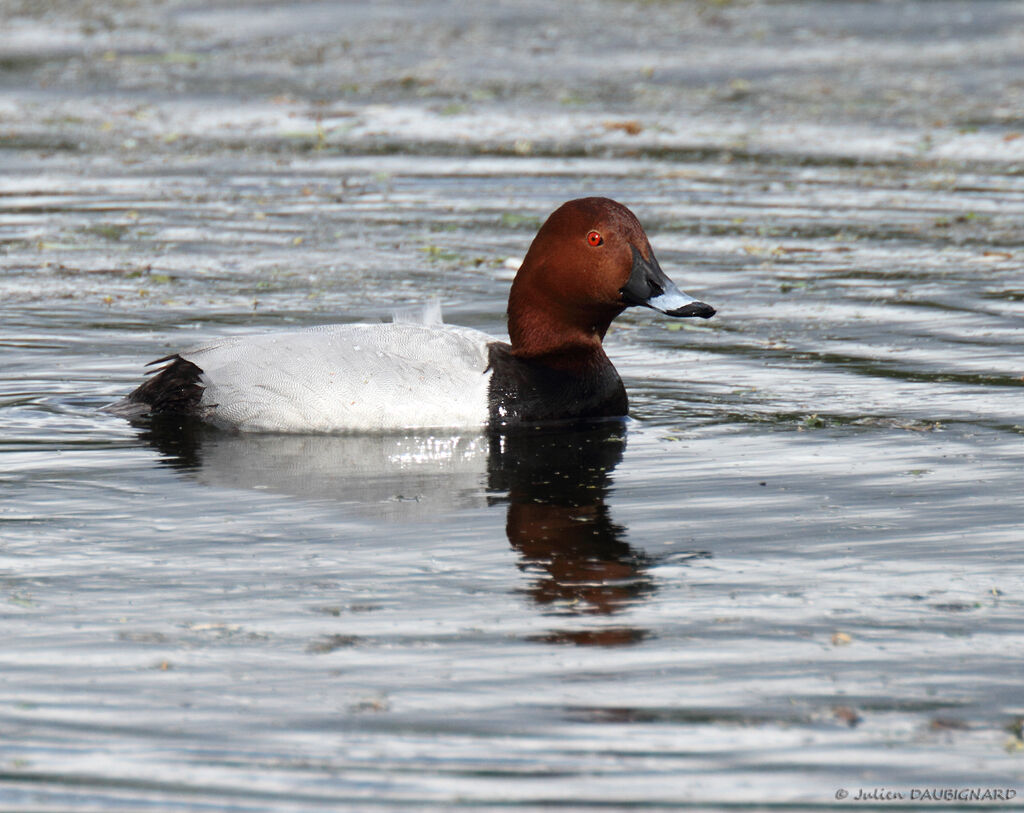 Common Pochard male adult, identification