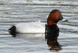 Common Pochard