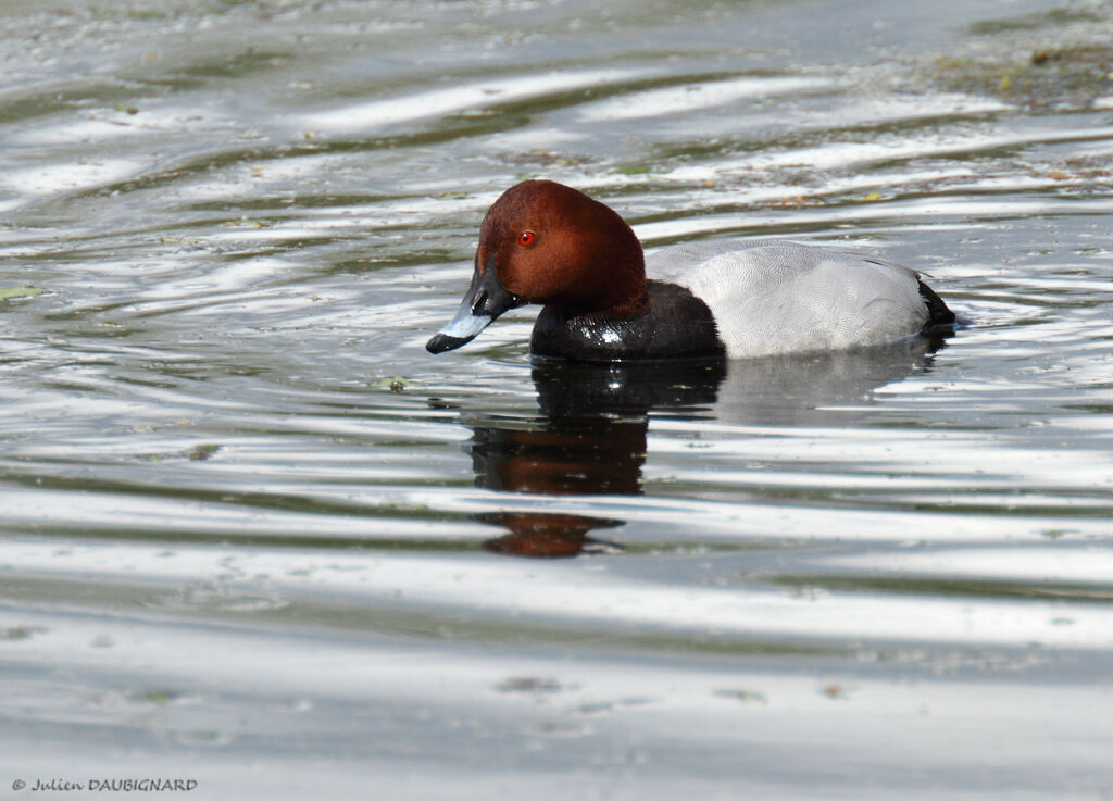 Common Pochard male adult, identification