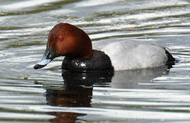 Common Pochard