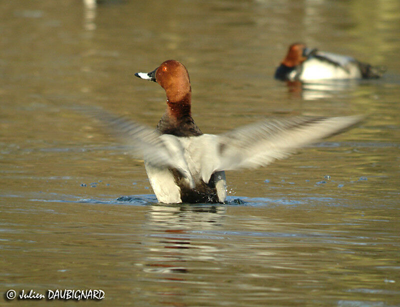 Common Pochard male