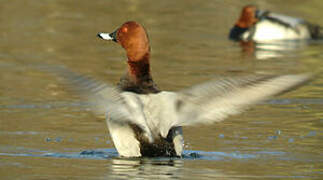 Common Pochard