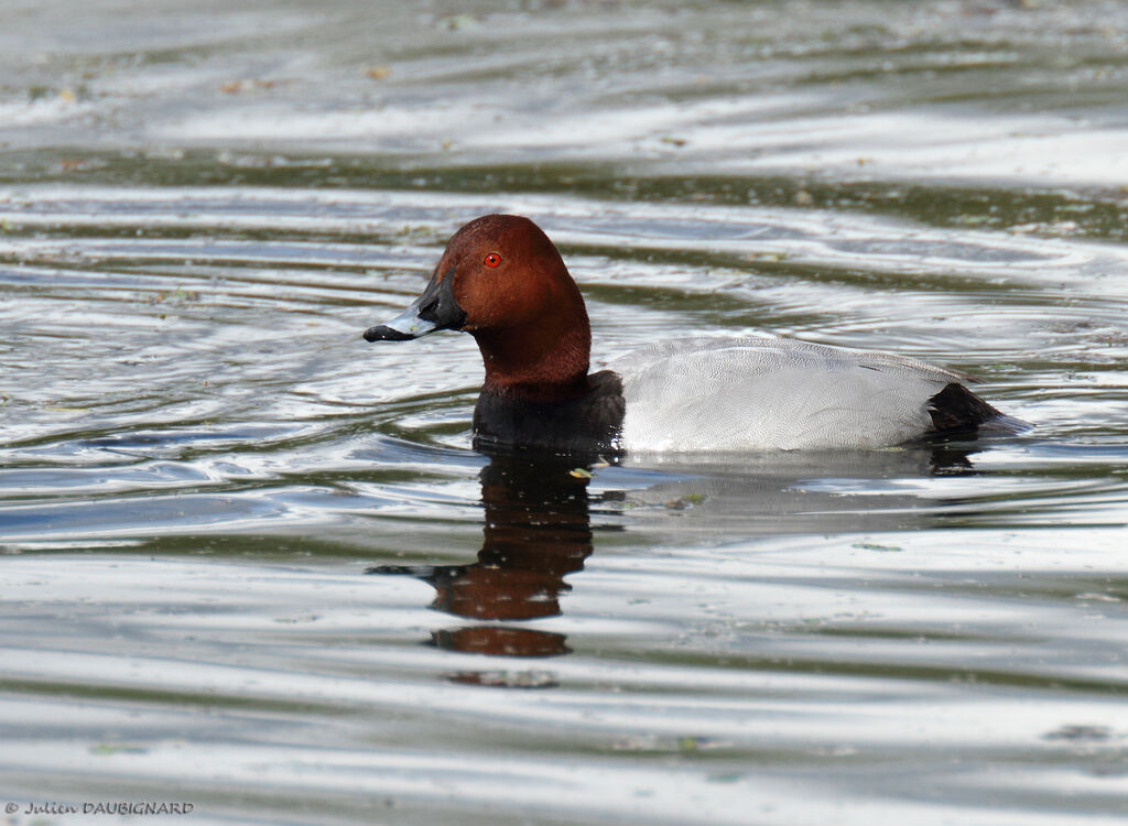 Common Pochard male adult, identification