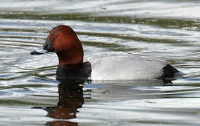 Common Pochard