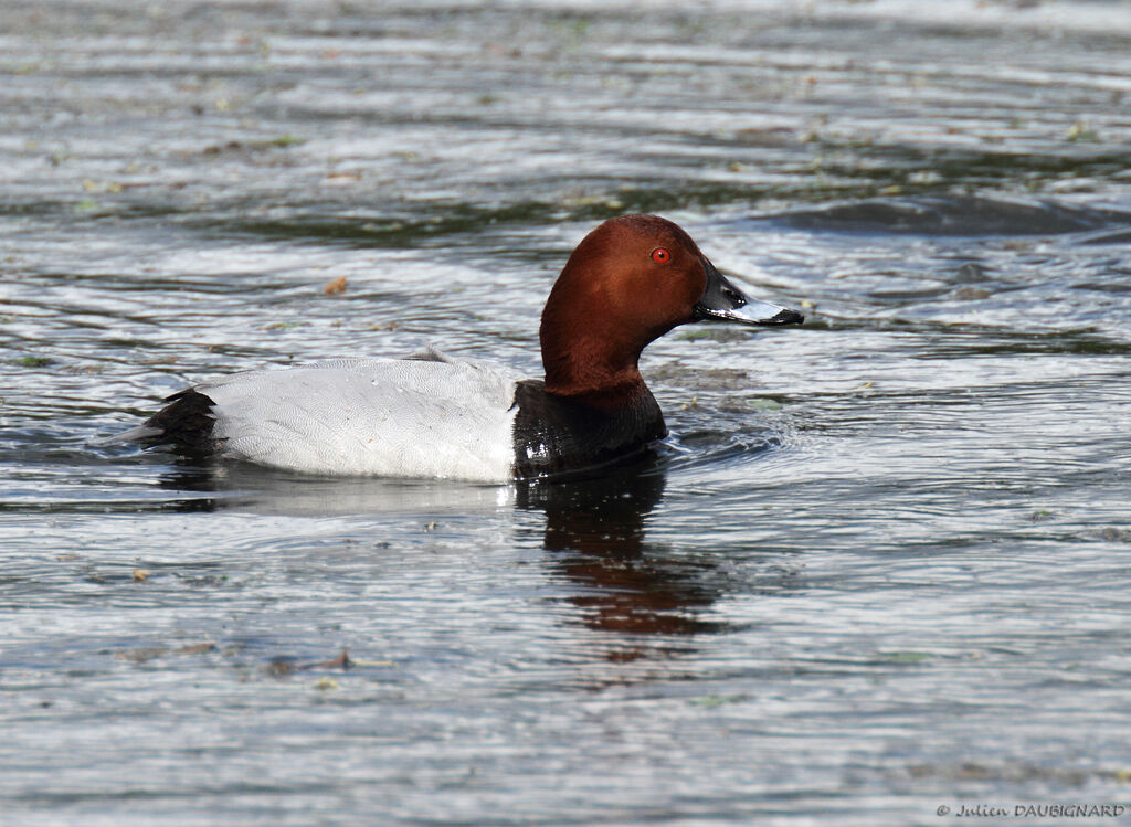 Common Pochard male adult, identification