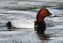 Common Pochard